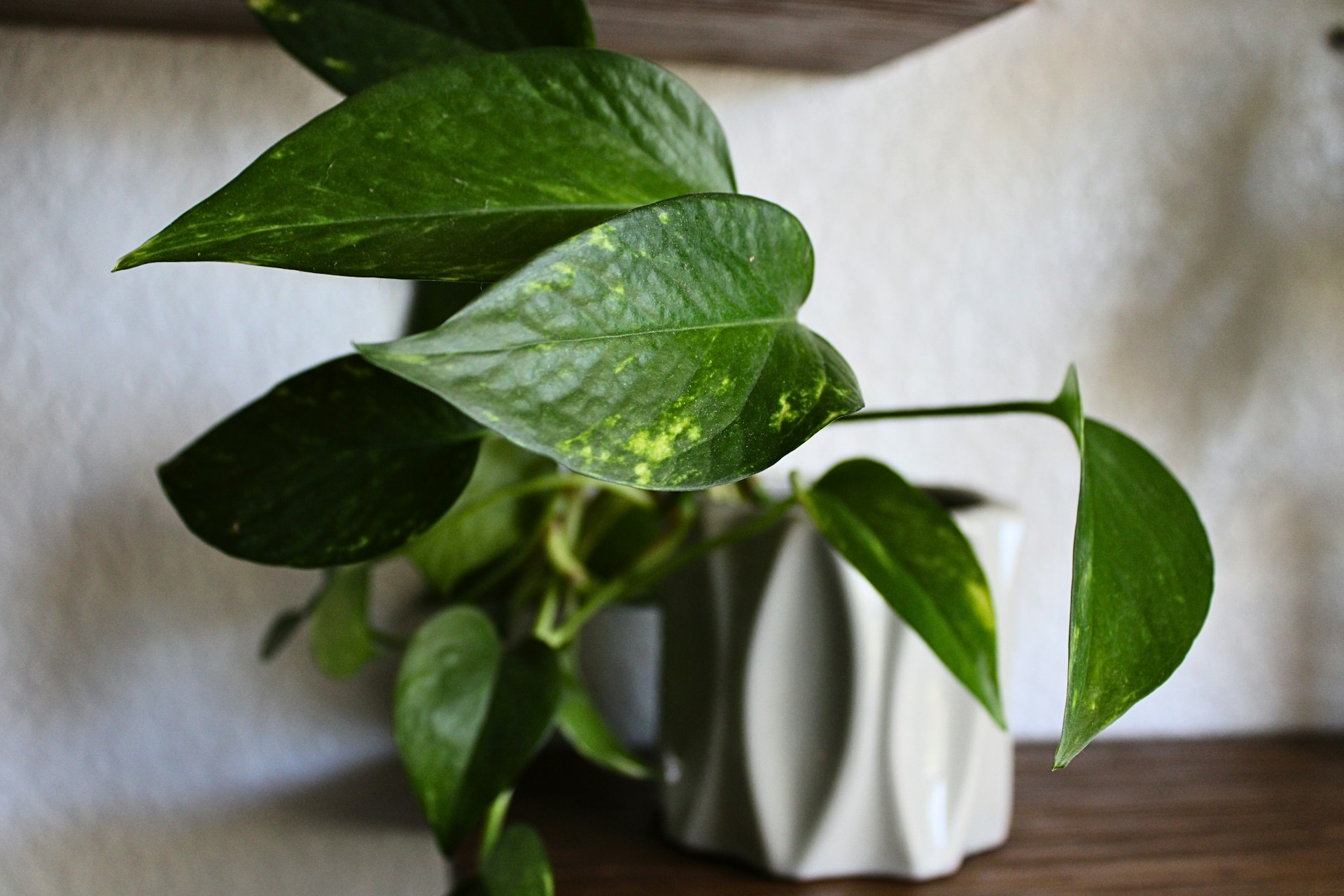 a green plant in a white vase on a table