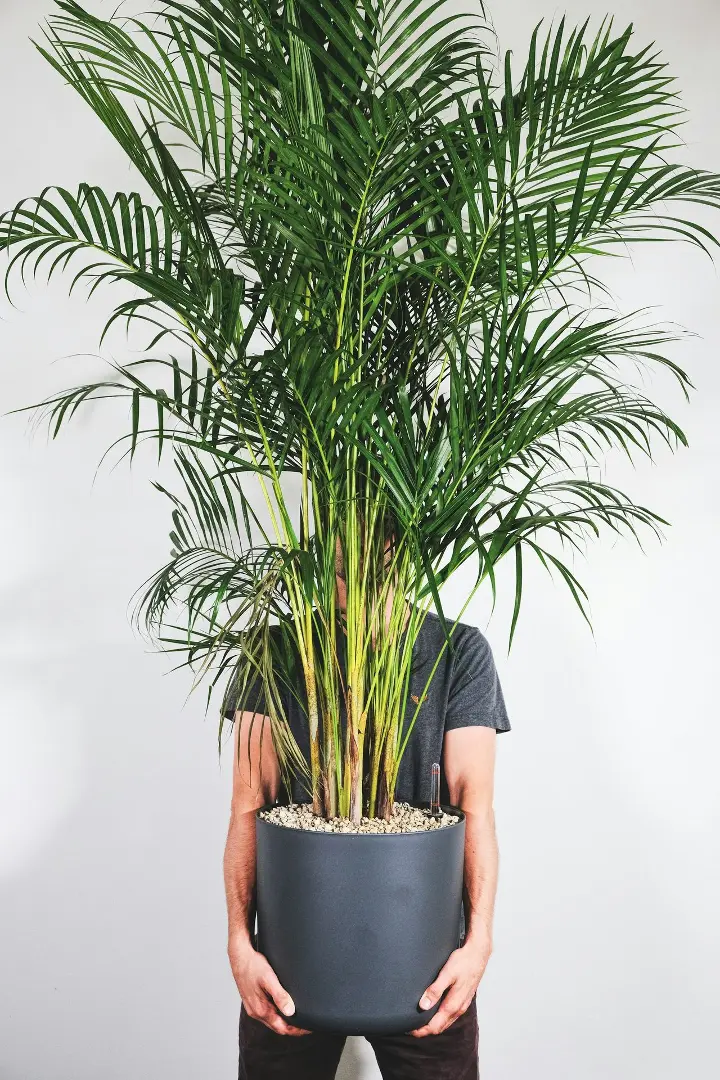 green plant on gray pot